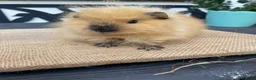 Guinea Pig rodents for sale: Swiss boys - Advert 3