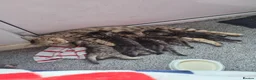 Bengal cats for sale: Lovely Bengal X kittens - Advert 1