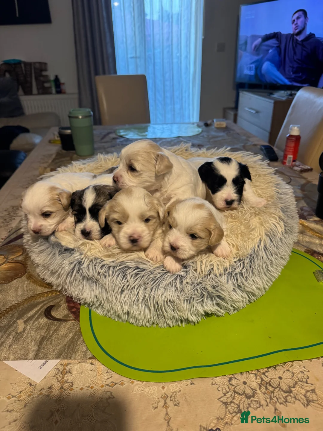 Mixed Breed dogs for sale: Bichon Frise x Bichon Boloneze - Advert 2