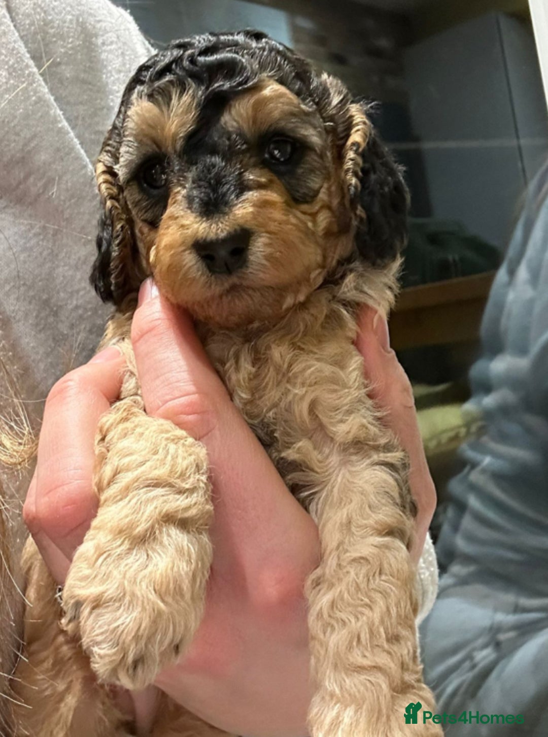 Cockapoo dogs for sale: Cockerpoo puppies for sale  - Advert 28