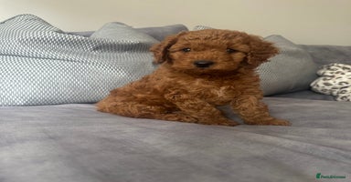 Irish Doodle dogs - Advert 8