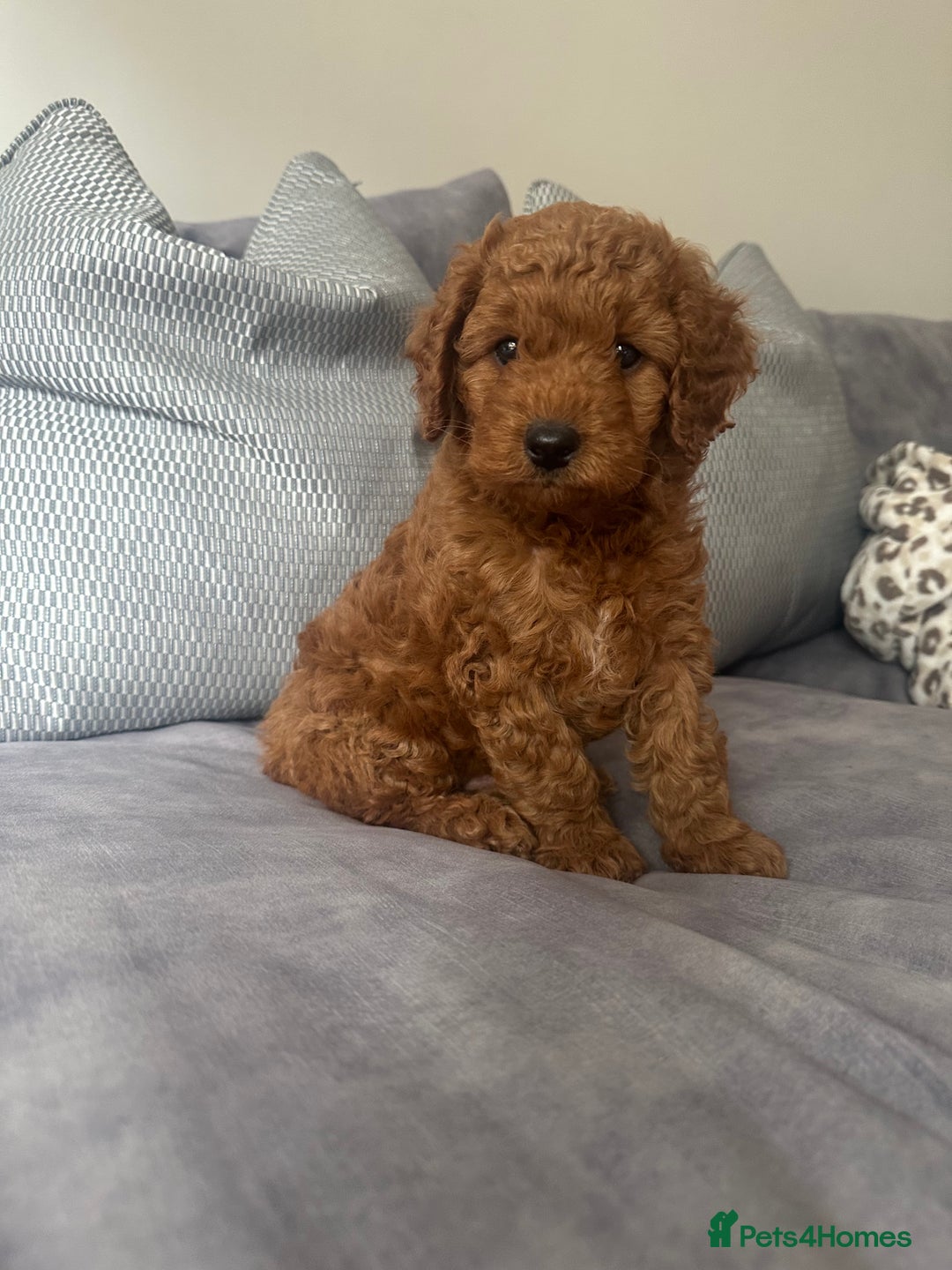 Irish Doodle dogs for sale: F2b Gorgeous miniature Irish Doodles  - Image 3
