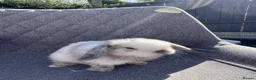 Mini Lop rabbits for sale: Pure bred mini lop bunnies  - Advert 3