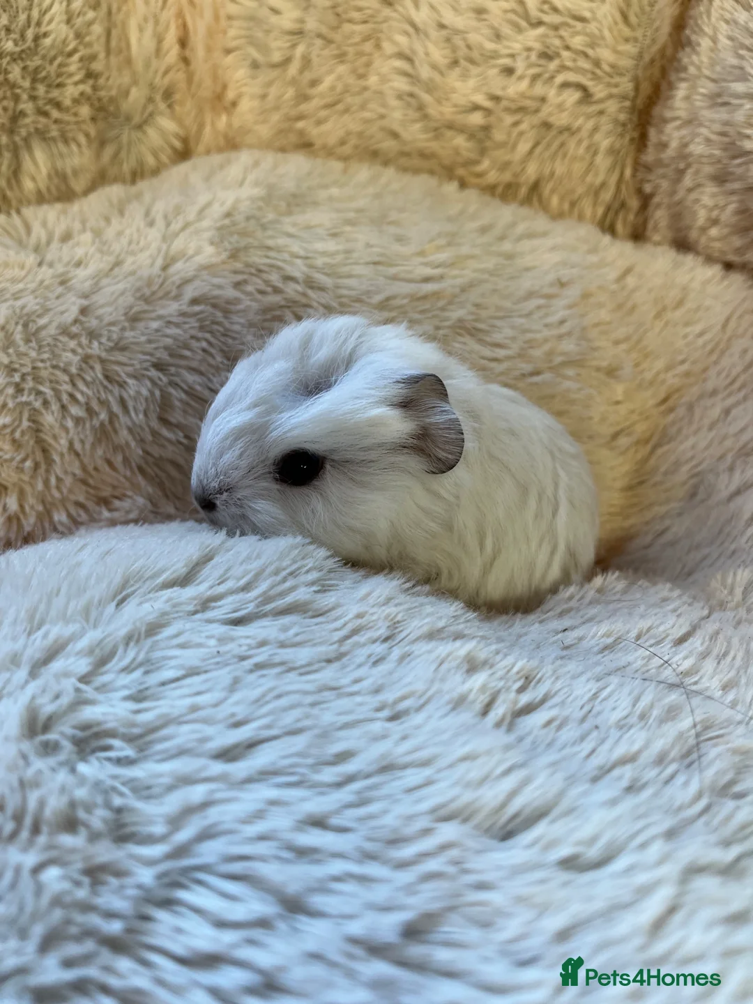 Guinea Pig rodents for sale: Swiss and cali boars guinea pigs for sale - Advert 2