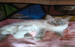 Ragdoll cats for sale: 💞 Beautiful Ragdoll 💞 - Image 21