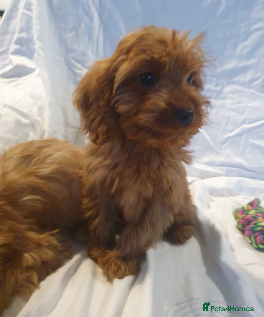 Cavapoo dogs for sale: Cavapoo - Advert 8