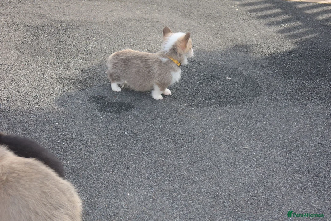 Welsh Corgi Pembroke dogs for sale: 2 girls/1 boy available! Kc Pembroke corgi puppies - Advert 4