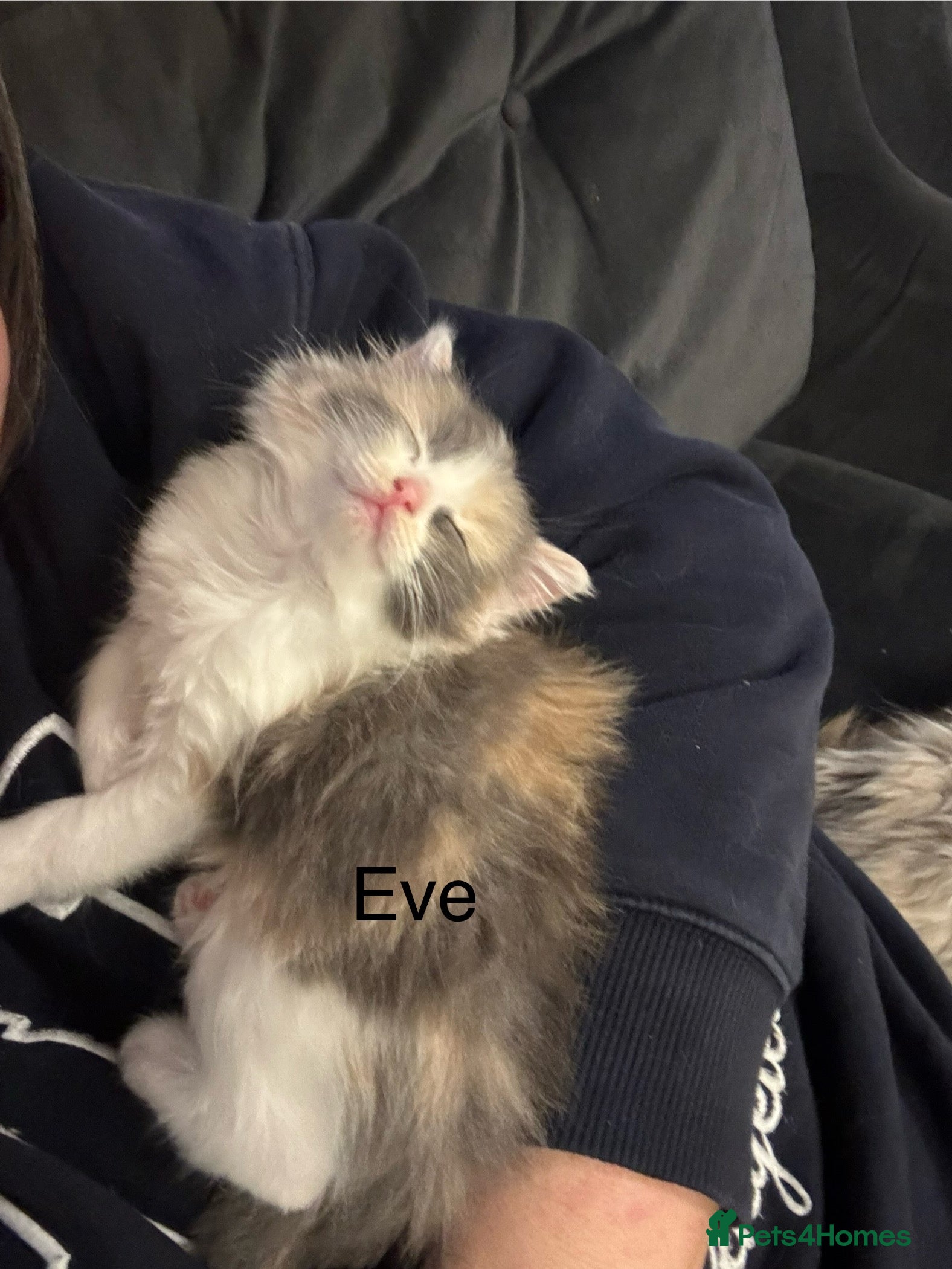 Mixed Breed cats Two Dilute Calico long hair Female kittens  - Advert 4