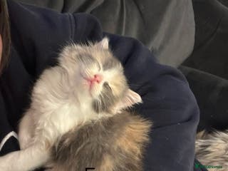 Mixed Breed cats Two Dilute Calico long hair Female kittens - Advert 4