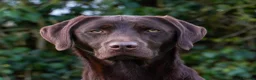 Labrador Retriever dogs for sale: 2 Females left from Fully health tested parents - Advert 3