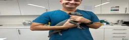 Italian Greyhound dogs for sale: BEAUTIFUL ITALIAN GREYHOUND PUPPIES  - Advert 33