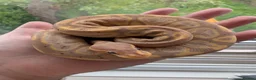 Python Snake reptiles for sale: Banana Black Pastel - Advert 4