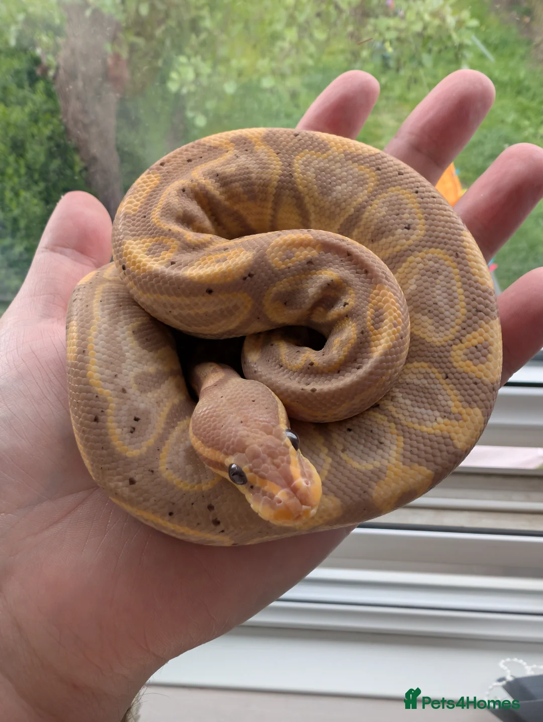 Python Snake reptiles for sale: Banana Black Pastel - Advert 4