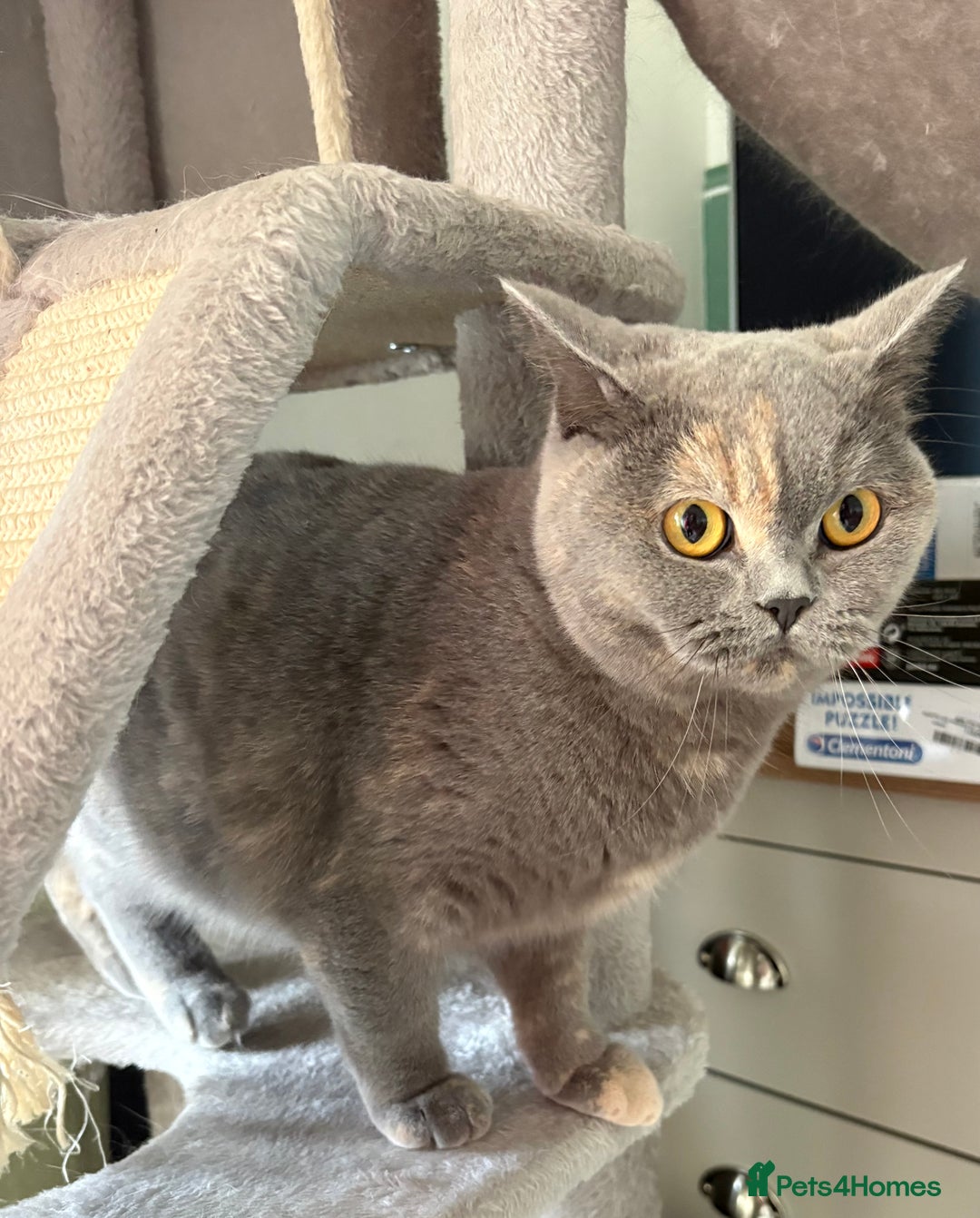 British Shorthair cats for sale: GCCF registered active queen  - Advert 1