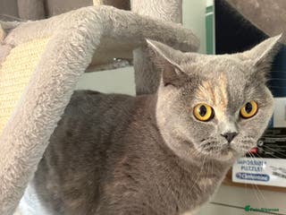 British Shorthair cats GCCF registered active queen - Advert 2