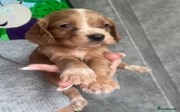 Cocker Spaniel dogs for sale: Cocker spaniels  - Image 29