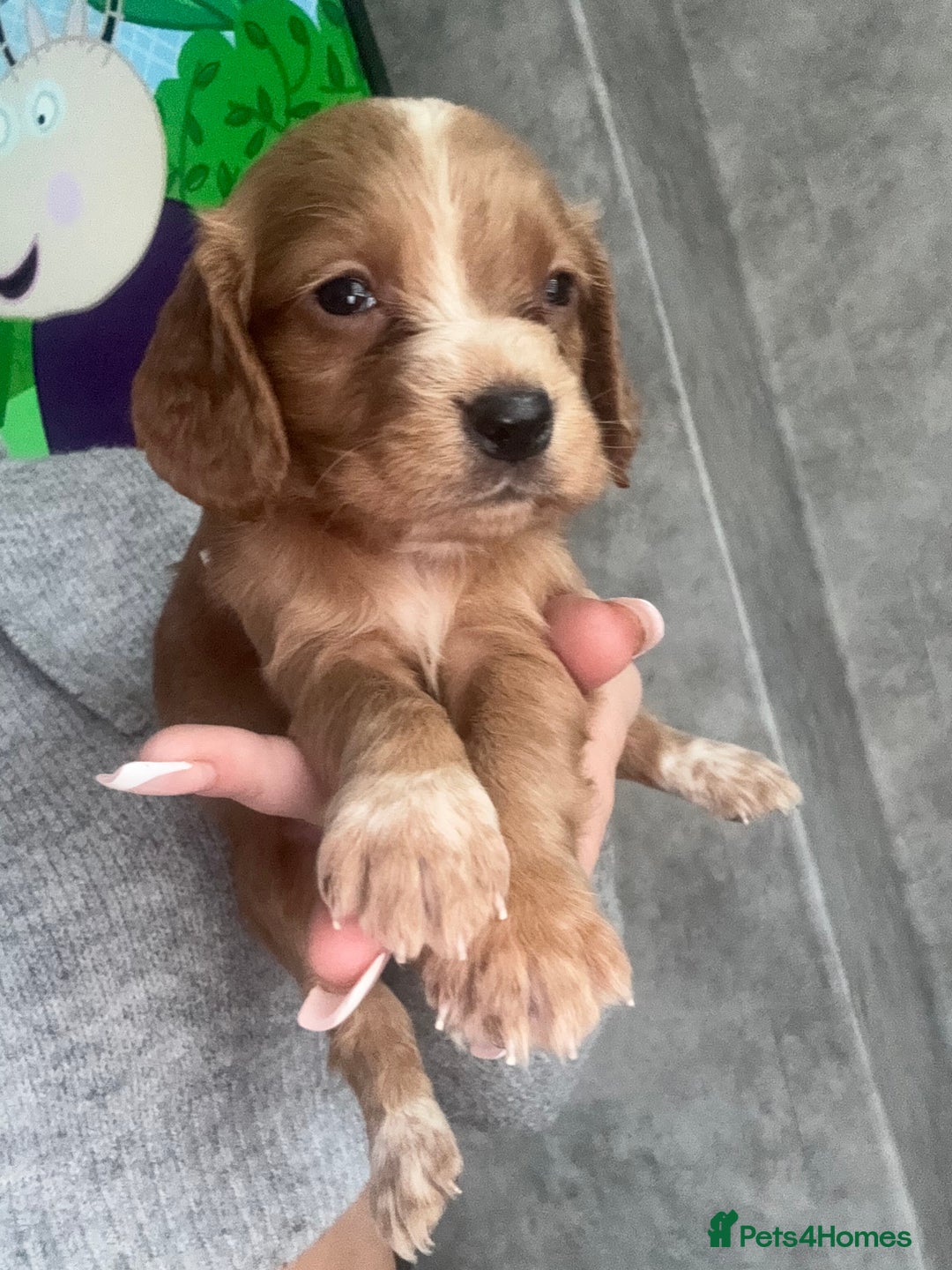 Cocker Spaniel dogs for sale: Cocker spaniels  - Image 29