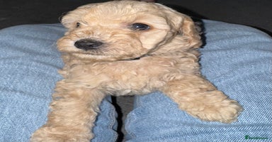 Labradoodle dogs - Advert 7