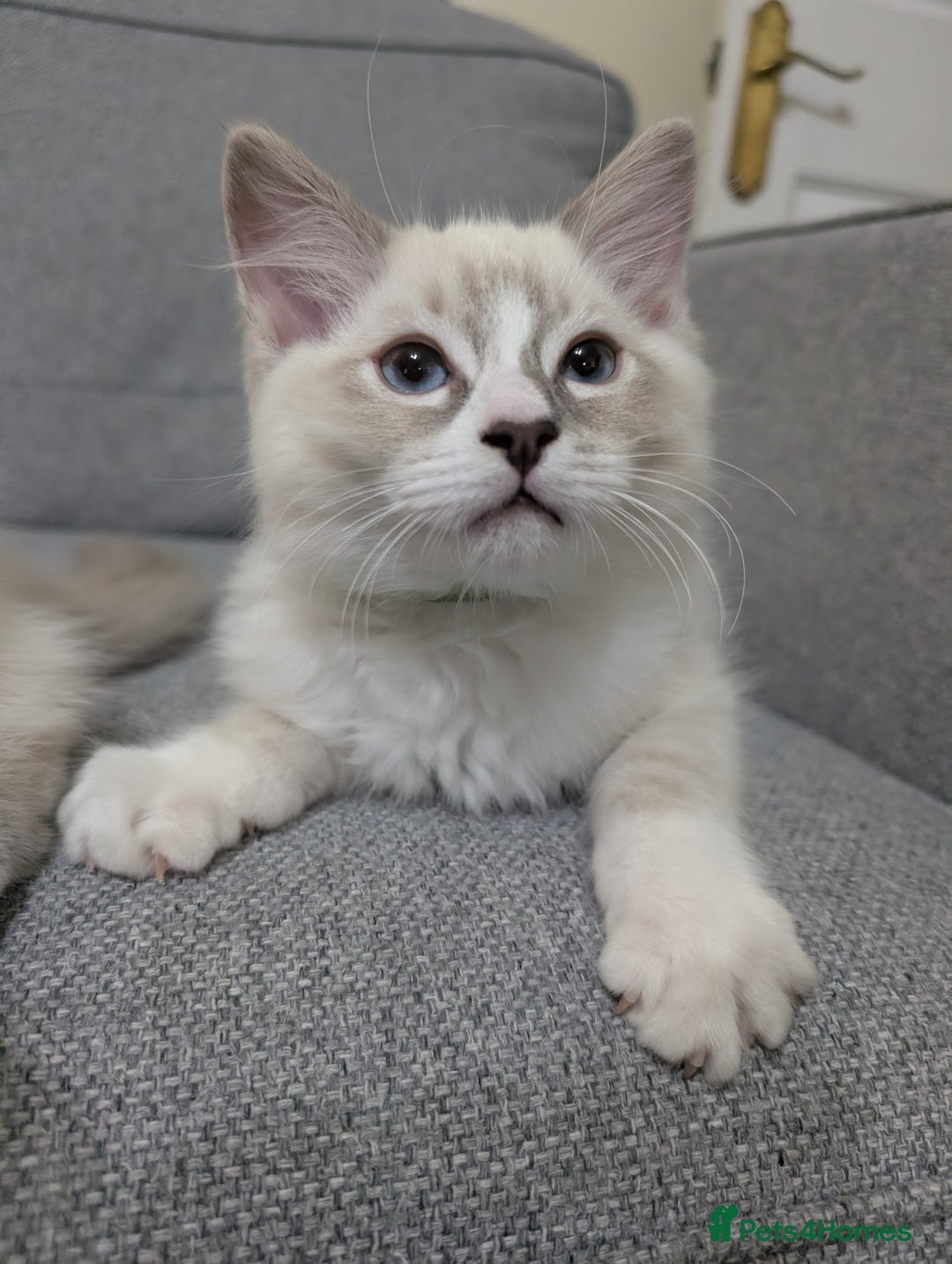 Ragdoll cats for sale: *READY NOW* GCCF Registered Ragdoll Kitten in Liverpool - Image 4
