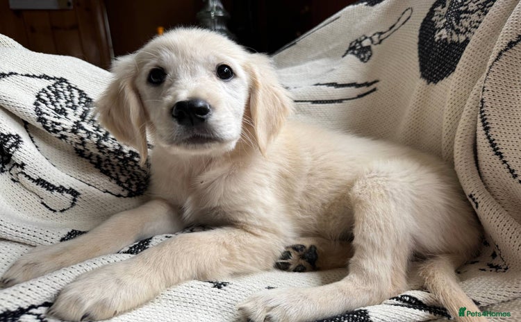 Golden Retriever dogs - Advert 1