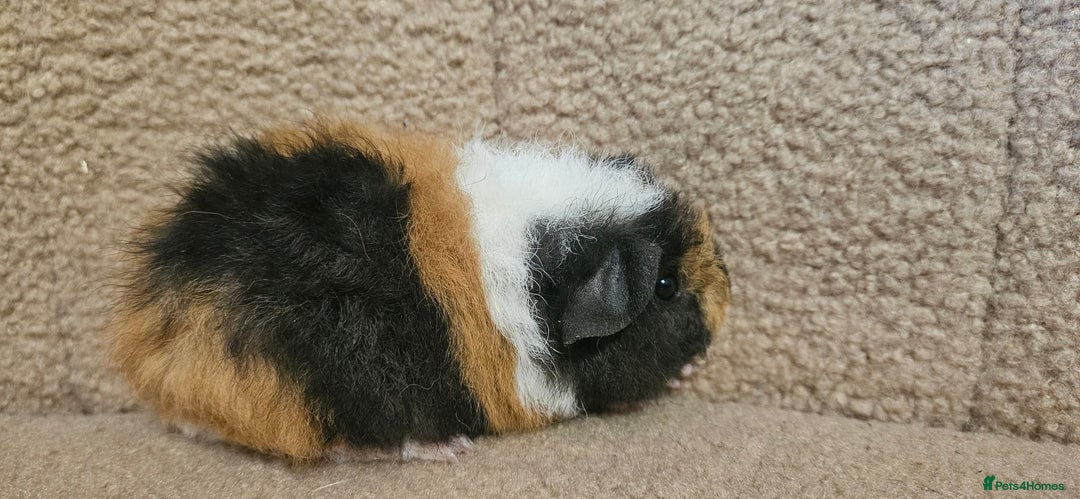 Guinea Pig rodents for sale: Guinea pigs looking for new home - Advert 2