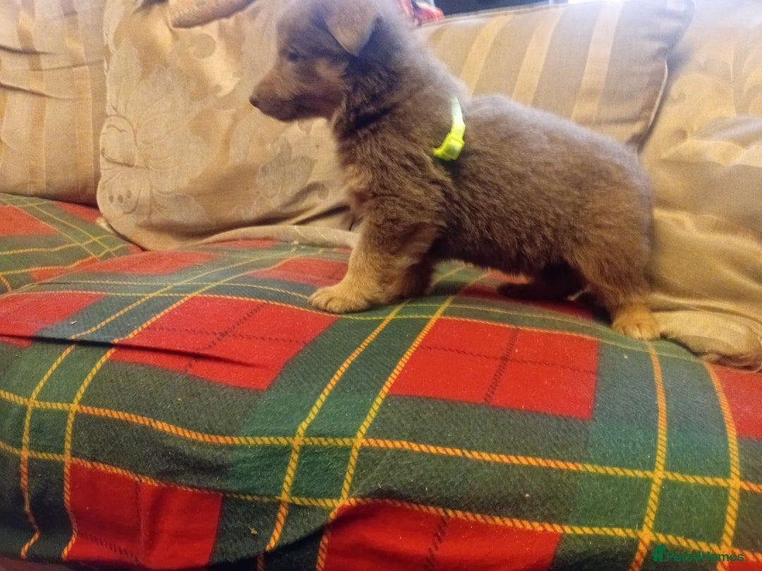 German Shepherd dogs for sale: Rare colours straight backed german shepherds - Advert 2