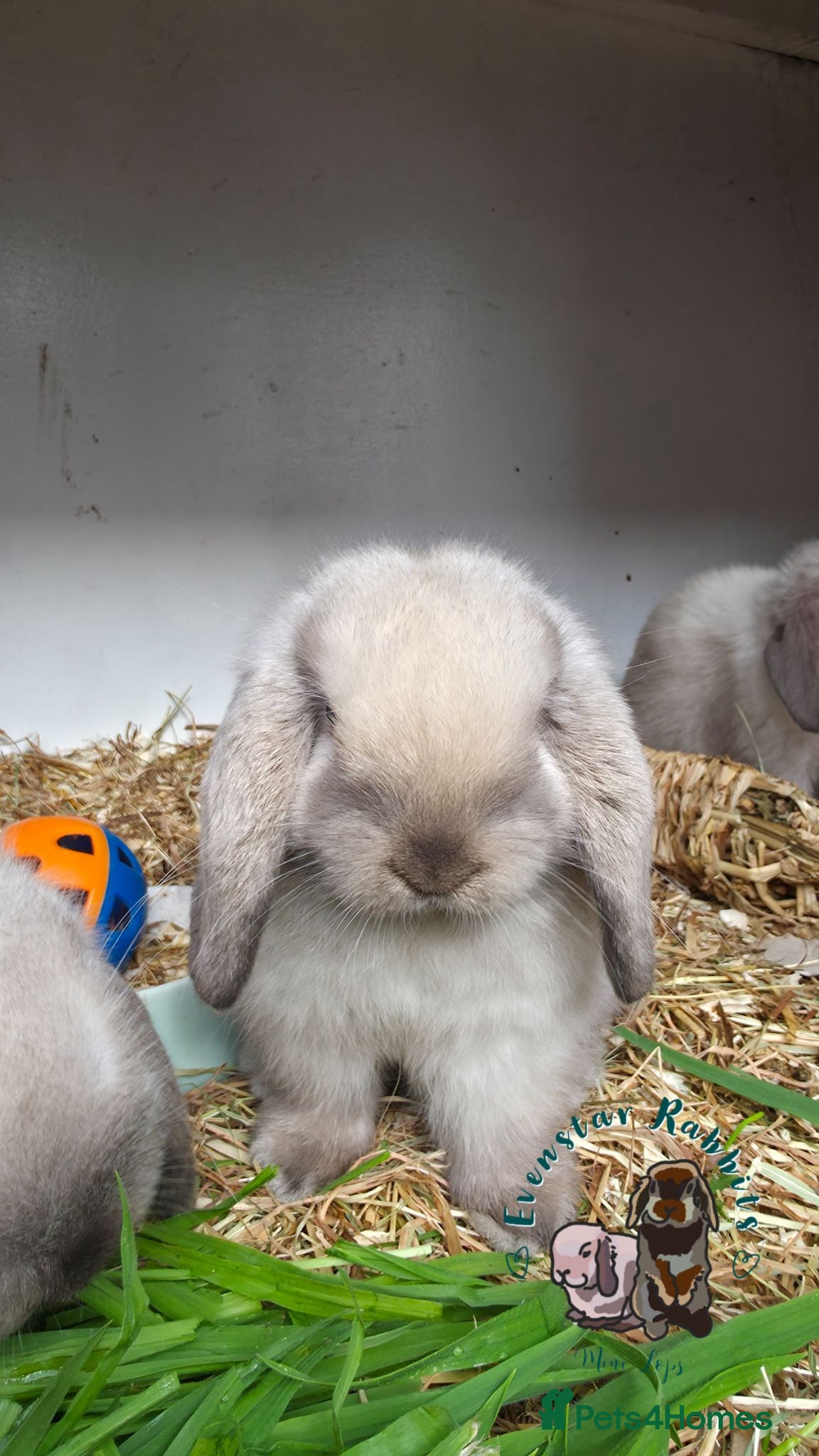 Mini Lop rabbits Lovely friendly Mini lop boys - Advert 6