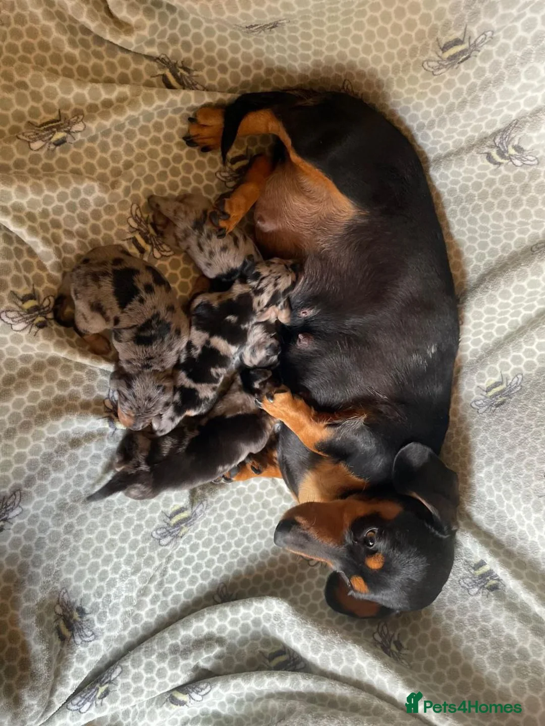 Miniature Dachshund dogs for sale: ADORABLE PUPPIES in Newcastle upon Tyne - Advert 1