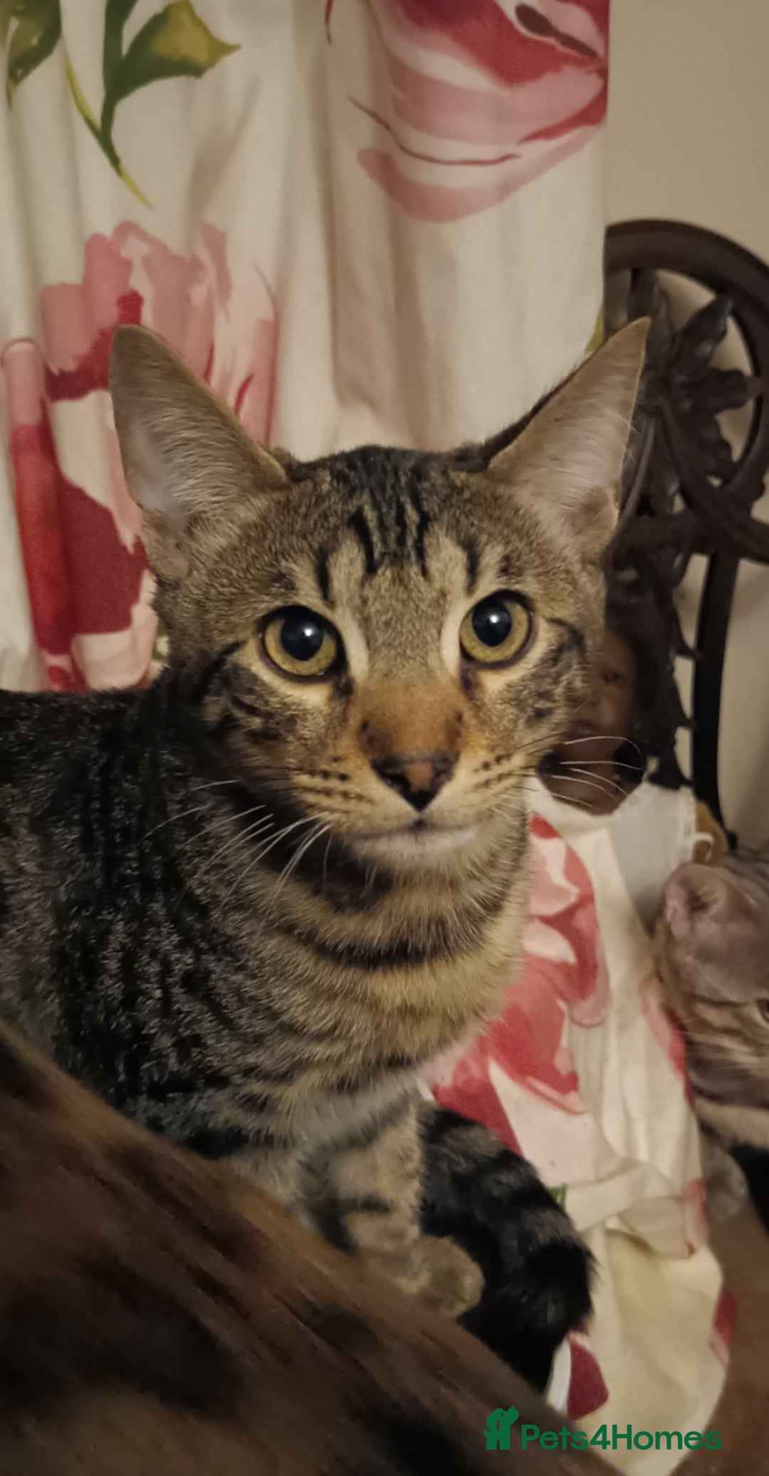 Domestic Shorthair cats for sale: Kittens Ready Now All Colours - Image 10