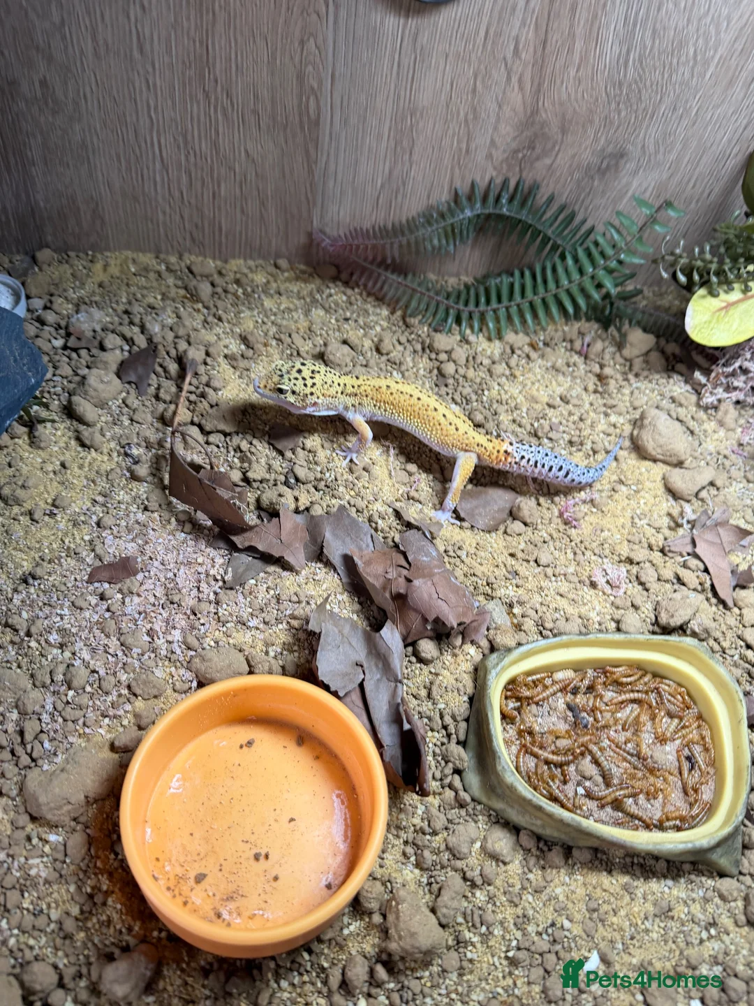 Leopard Gecko reptiles for sale: Beautiful male leopard gecko and full set up  - Advert 4