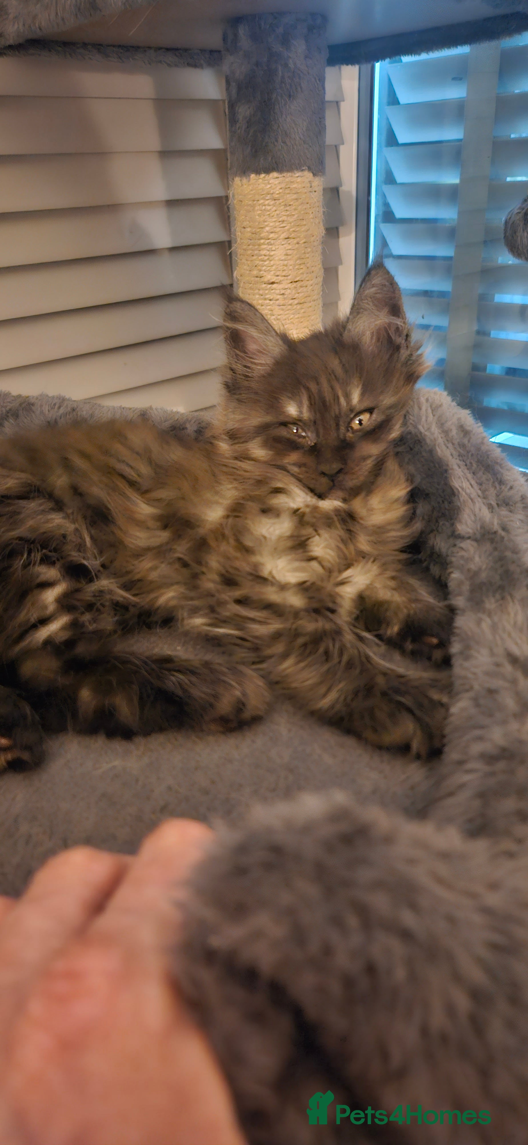 Maine Coon cats Beautiful outstanding tica registered maine coons  - Advert 13