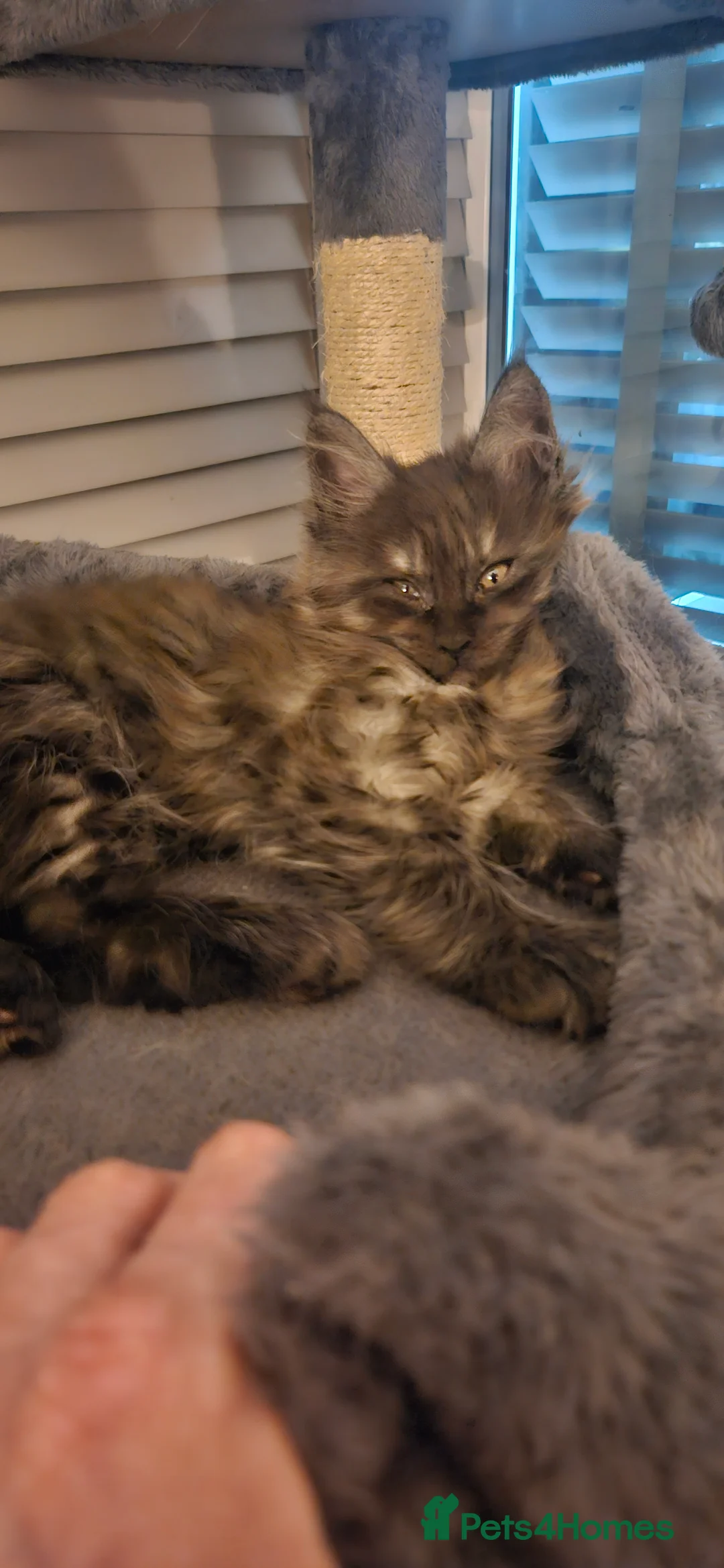 Maine Coon cats for sale: Beautiful outstanding tica registered maine coons  - Advert 2