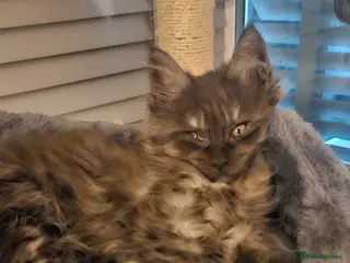 Maine Coon cats Beautiful outstanding tica registered maine coons - Advert 3