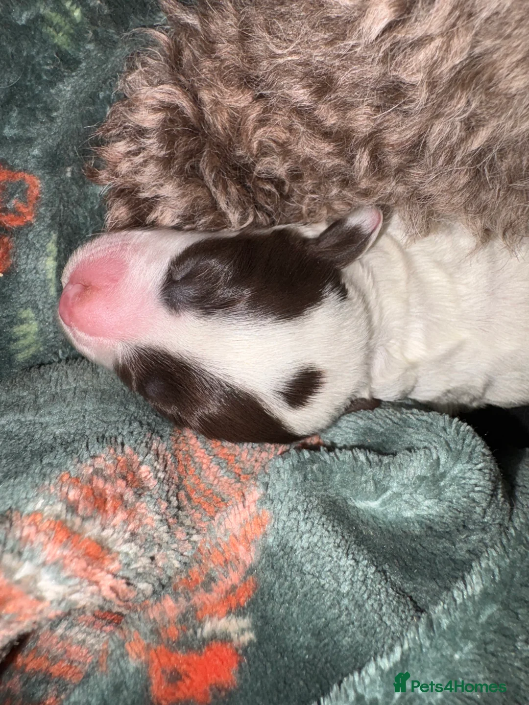 Cockapoo dogs for sale: Gorgeous litter of F1b cockapoos  in Bude - Advert 12