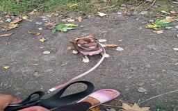 Pug dogs for sale: Chocolate and tan 6 month old female 💗 - Image 10