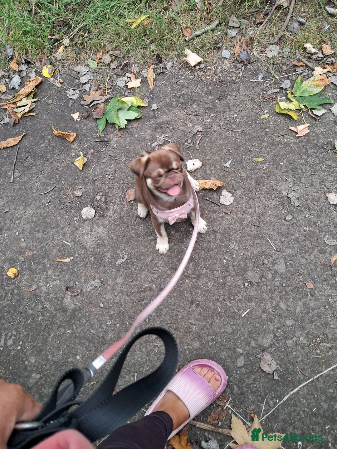 Pug dogs for sale: Chocolate and tan 6 month old female 💗 - Image 10