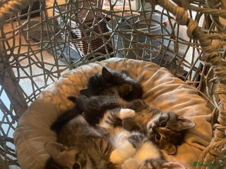 British Shorthair cats - Advert 24