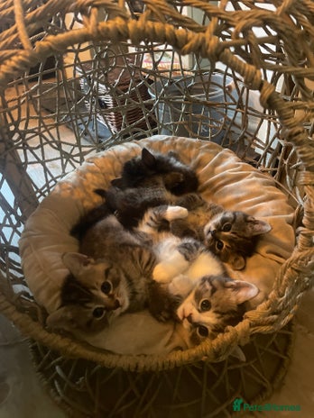 British Shorthair cats - Advert 15