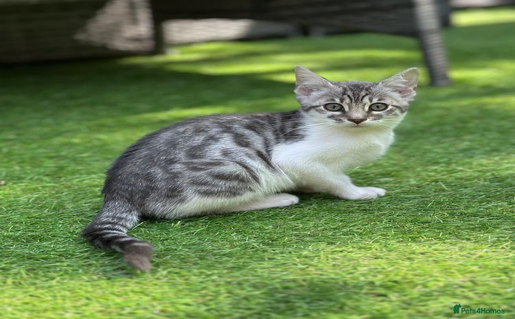 Mixed Breed cats - Advert 15