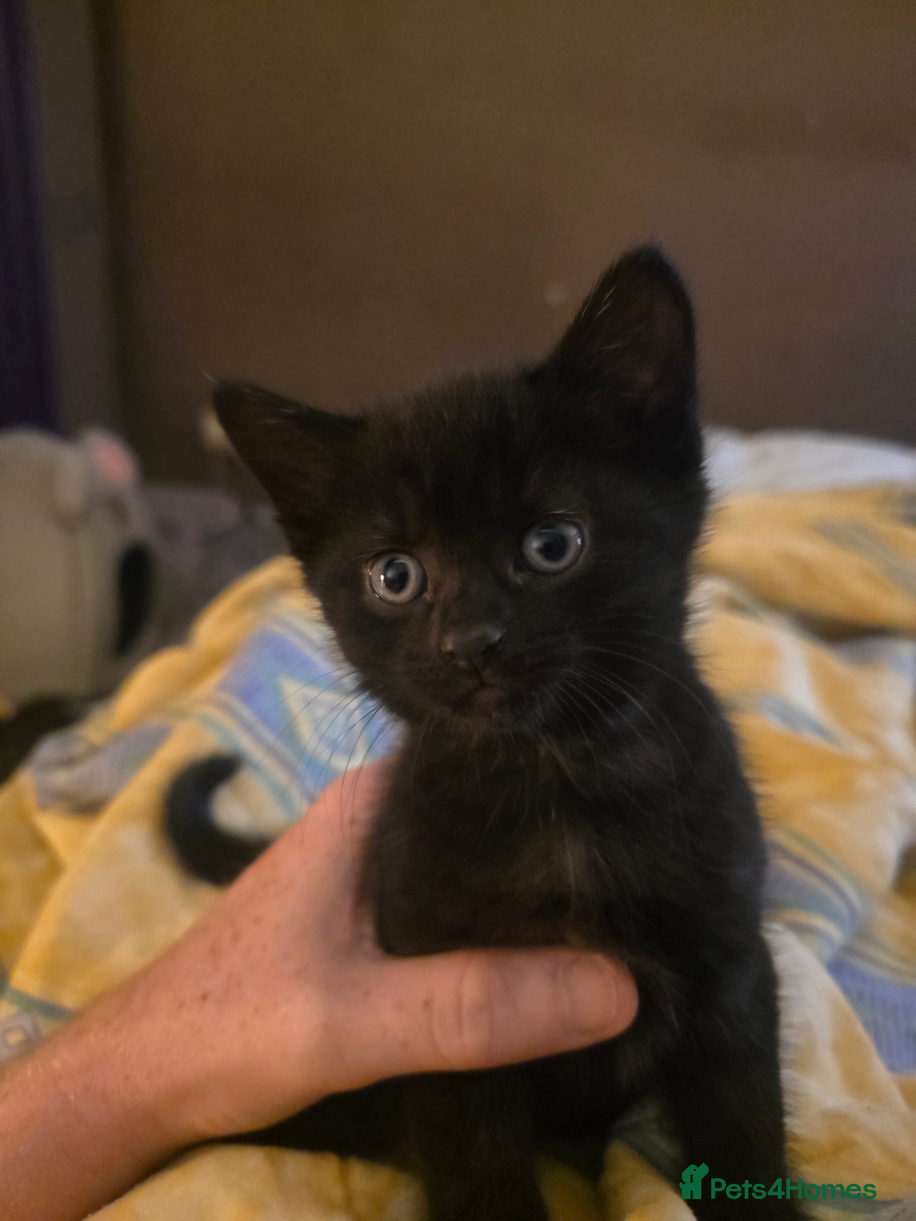 Mixed Breed cats 2 male black kittens - Advert 12