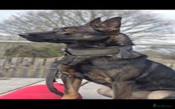 Belgian Shepherd Dog dogs for sale: Exceptional Herders from World-Class Lines - Image 7