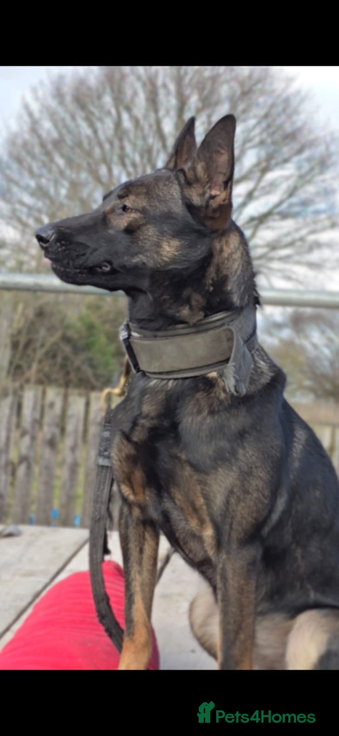 Belgian Shepherd Dog dogs for sale: Exceptional Herders from World-Class Lines - Image 7
