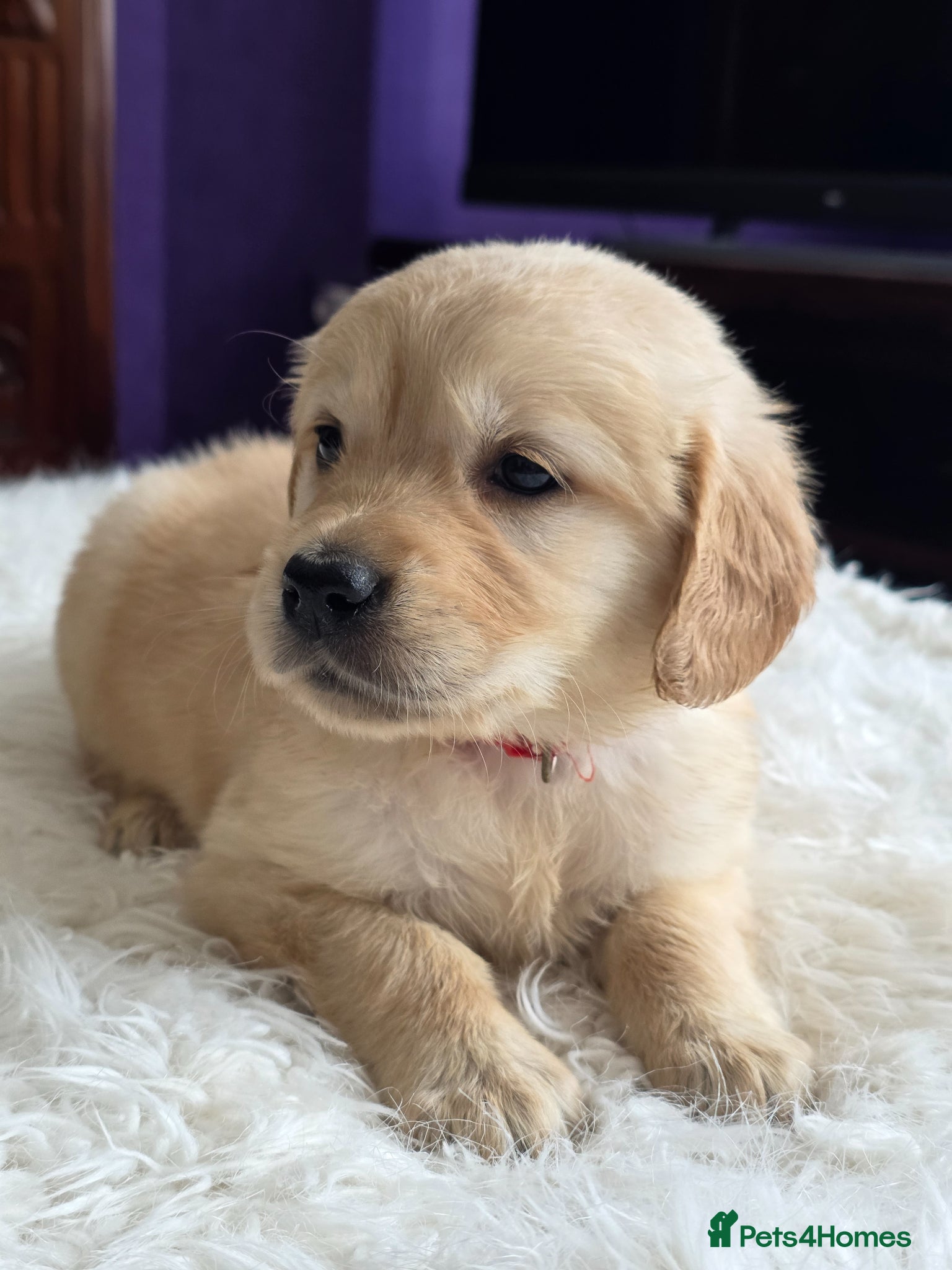 Golden Retriever dogs Golden Retriever Puppies - Advert 1