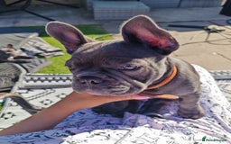 French Bulldog dogs for sale: Beautiful female blue French bulldog  in Wareham - Image 13