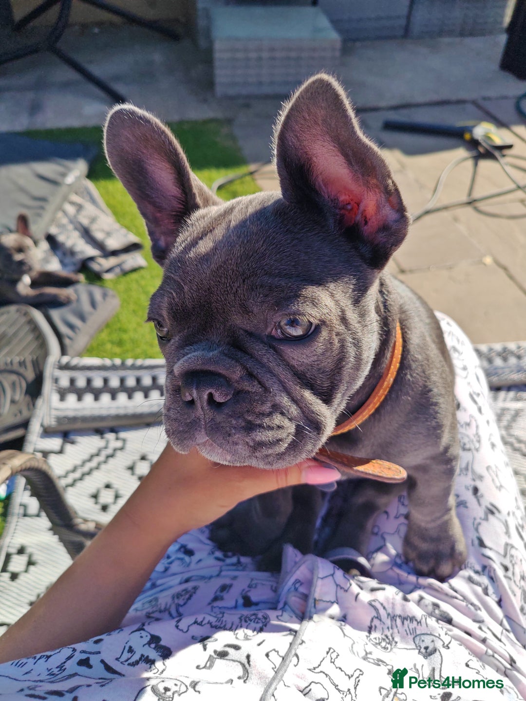 French Bulldog dogs for sale: Beautiful female blue French bulldog  in Wareham - Image 13