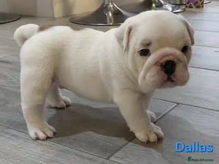 English Bulldog dogs English Bulldog Puppies Loving Homes Wanted 🐾 - Advert 17