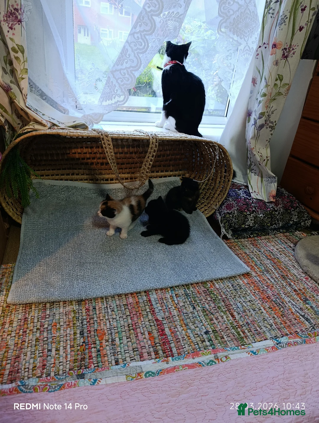 British Shorthair cats for sale: Cute cats - Advert 1