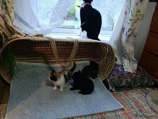 British Shorthair cats Cute cats - Advert 1