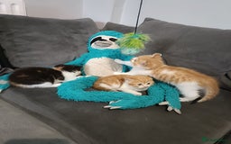 Persian cats for sale: Persian Kittens - Image 9