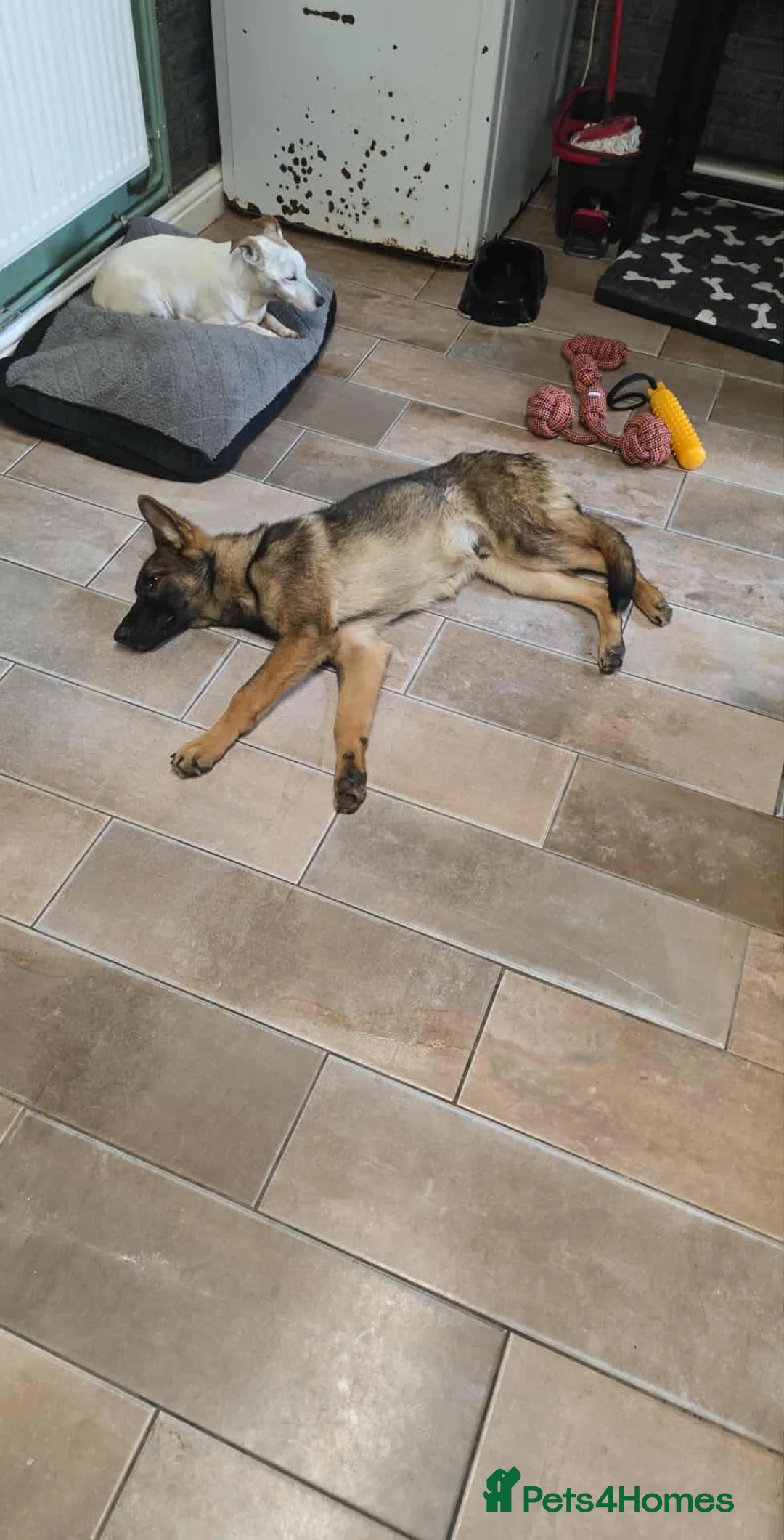 German Shepherd dogs for sale: German shepard  - Advert 1